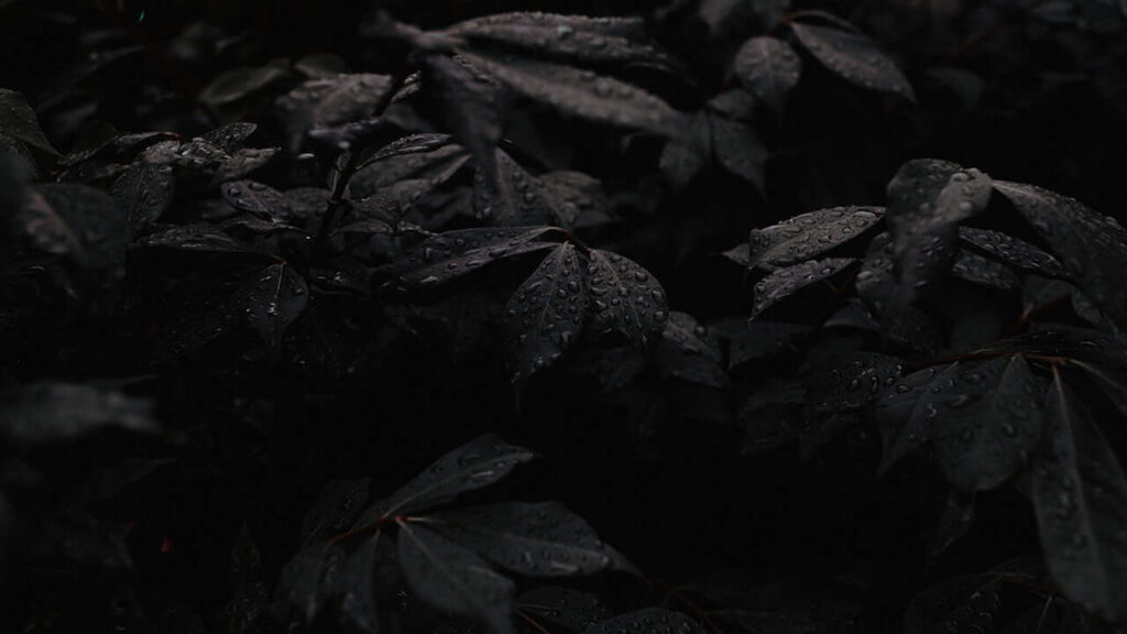 black leaves